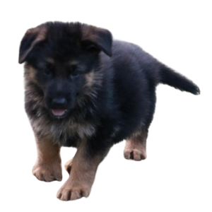 picture of beautify German shepherd puppy